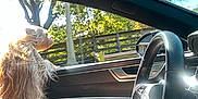 Mimi joined the competition — help win amazing prizes! dog, car_interior, steering_wheel, driver, hand, sunlight, window, trees, daytime, seat, fur, pet, road_trip, vehicle, outdoor, leisure, transportation, nature, bright, motion