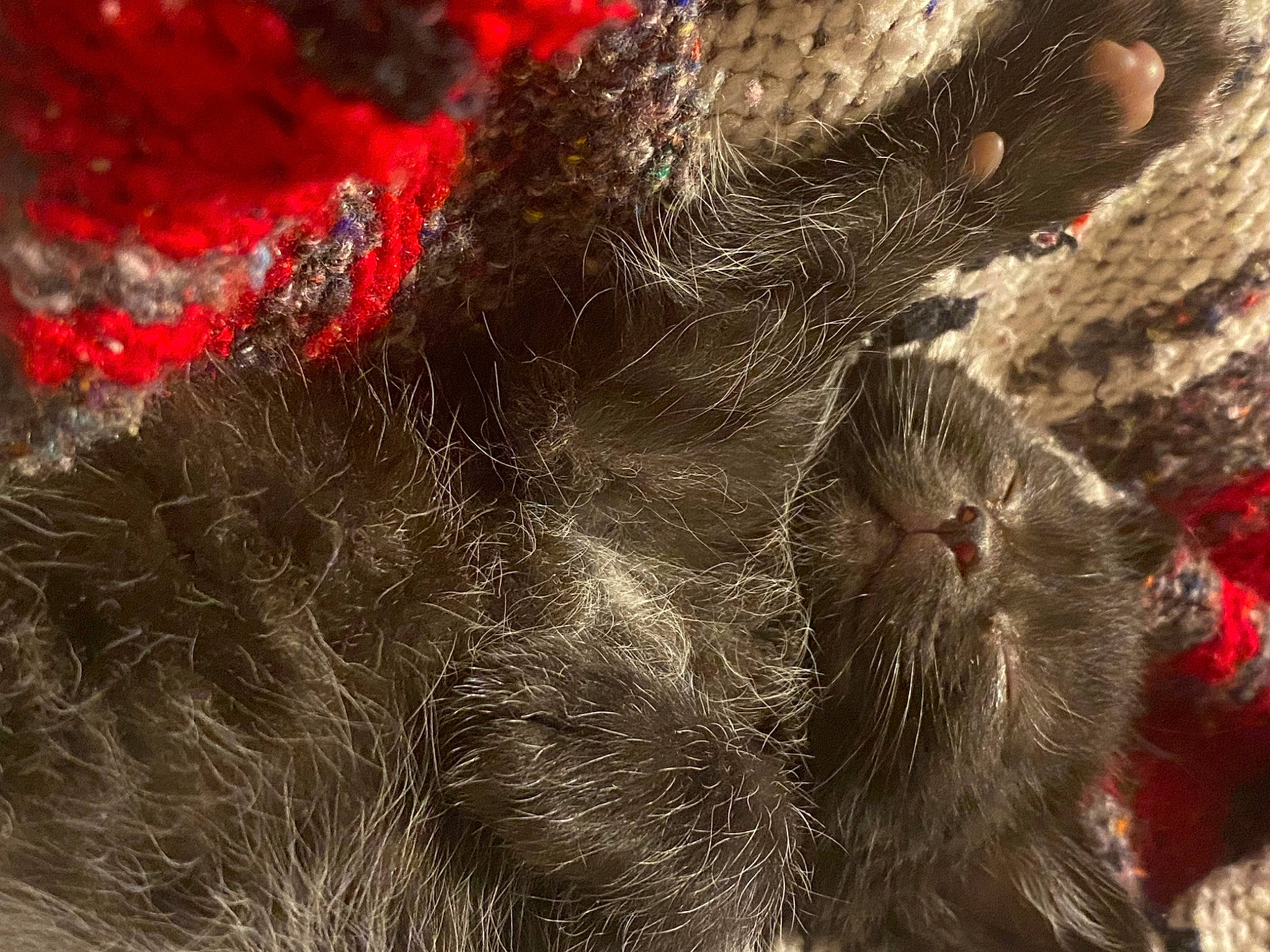 Lucy joined the competition — help win amazing prizes! black_cat, carnivore, cat, claw, close_up, domestic_short_haired_cat, felidae, foot, fur, grass, macro_photography, organism, paw, plant, small_to_medium_sized_cats, tail, terrestrial_animal, tree, whiskers, wildlife