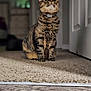 Gamora is registered to the contest to win money with this photo: cat, tabby, indoor, carpet, feline, pet, striped, fur, collar, curious, animal, domestic, whiskers, ears, sitting, wood_floor, door, home, looking_up, cute