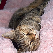 Gamora is registered to the contest to win money with this photo: cat, tabby, sleeping, fluffy_blanket, pink, cozy, whiskers, fur, indoor, resting, pet, animal, cute, relaxation, soft_texture, closeup, domestic_cat, comfort, peaceful, nap