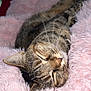 cat, tabby, sleeping, fluffy_blanket, pink, cozy, whiskers, fur, indoor, resting, pet, animal, cute, relaxation, soft_texture, closeup, domestic_cat, comfort, peaceful, nap
