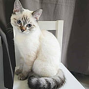 Arry a rejoint le concours — aidez-le/la à gagner de superbes lots ! cat, chair, indoor, white_furniture, blue_eyes, fluffy, pet, animal, sitting, curious, feline, domestic_cat, striped_tail, soft_light, portrait, cute, young_cat, neutral_background, whiskers, ears