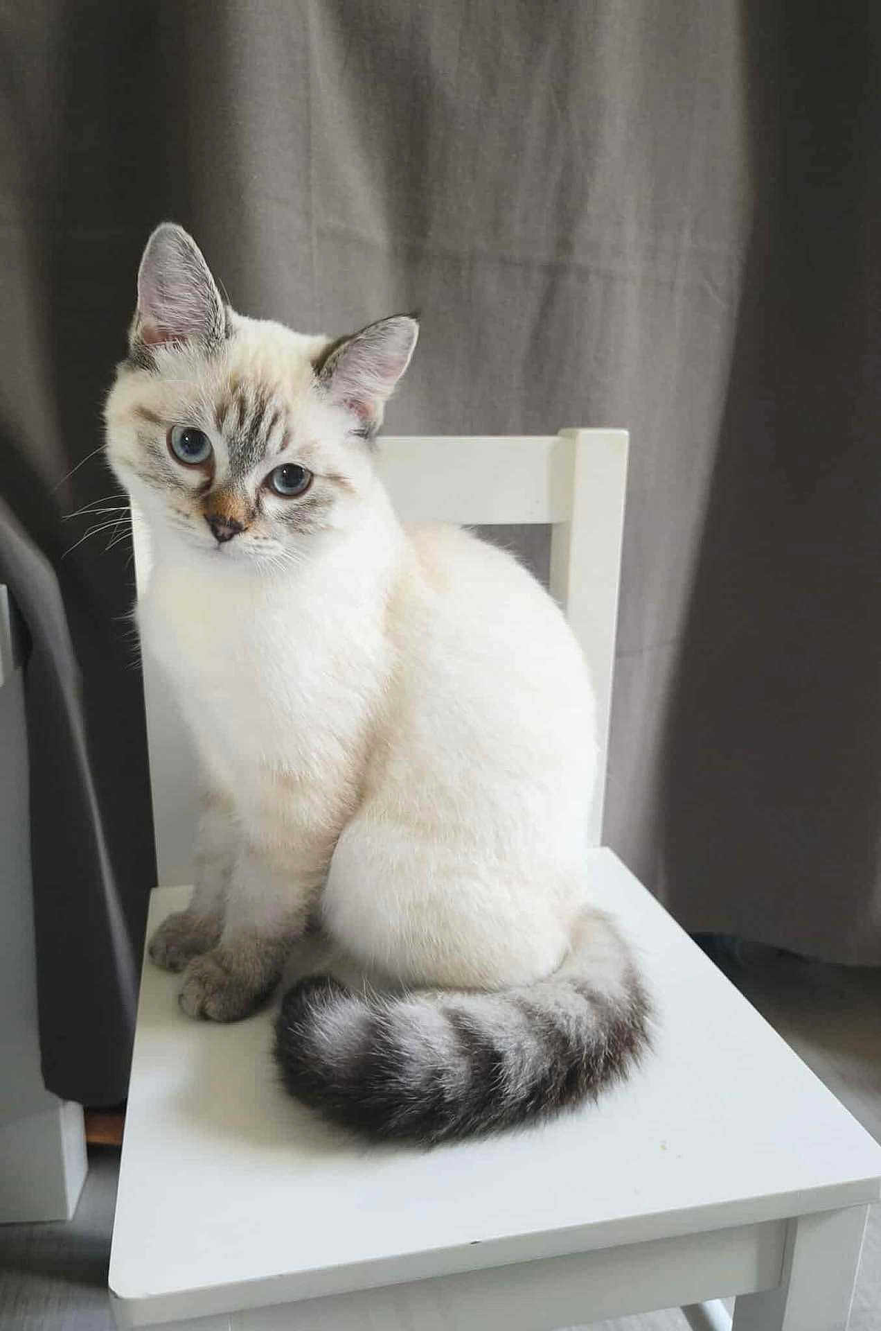 Arry a rejoint le concours — aidez-le/la à gagner de superbes lots ! cat, chair, indoor, white_furniture, blue_eyes, fluffy, pet, animal, sitting, curious, feline, domestic_cat, striped_tail, soft_light, portrait, cute, young_cat, neutral_background, whiskers, ears