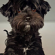 Teddy is registered to the contest to win money with this photo: adorable, animal, black_dog, brown_eyes, canine, close_up, companion, cute, dog, domestic_animal, face, fluffy_fur, friendly, furry, indoor, looking_at_camera, mammal, pet, portrait, young_dog