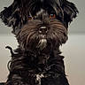 adorable, animal, black_dog, brown_eyes, canine, close_up, companion, cute, dog, domestic_animal, face, fluffy_fur, friendly, furry, indoor, looking_at_camera, mammal, pet, portrait, young_dog