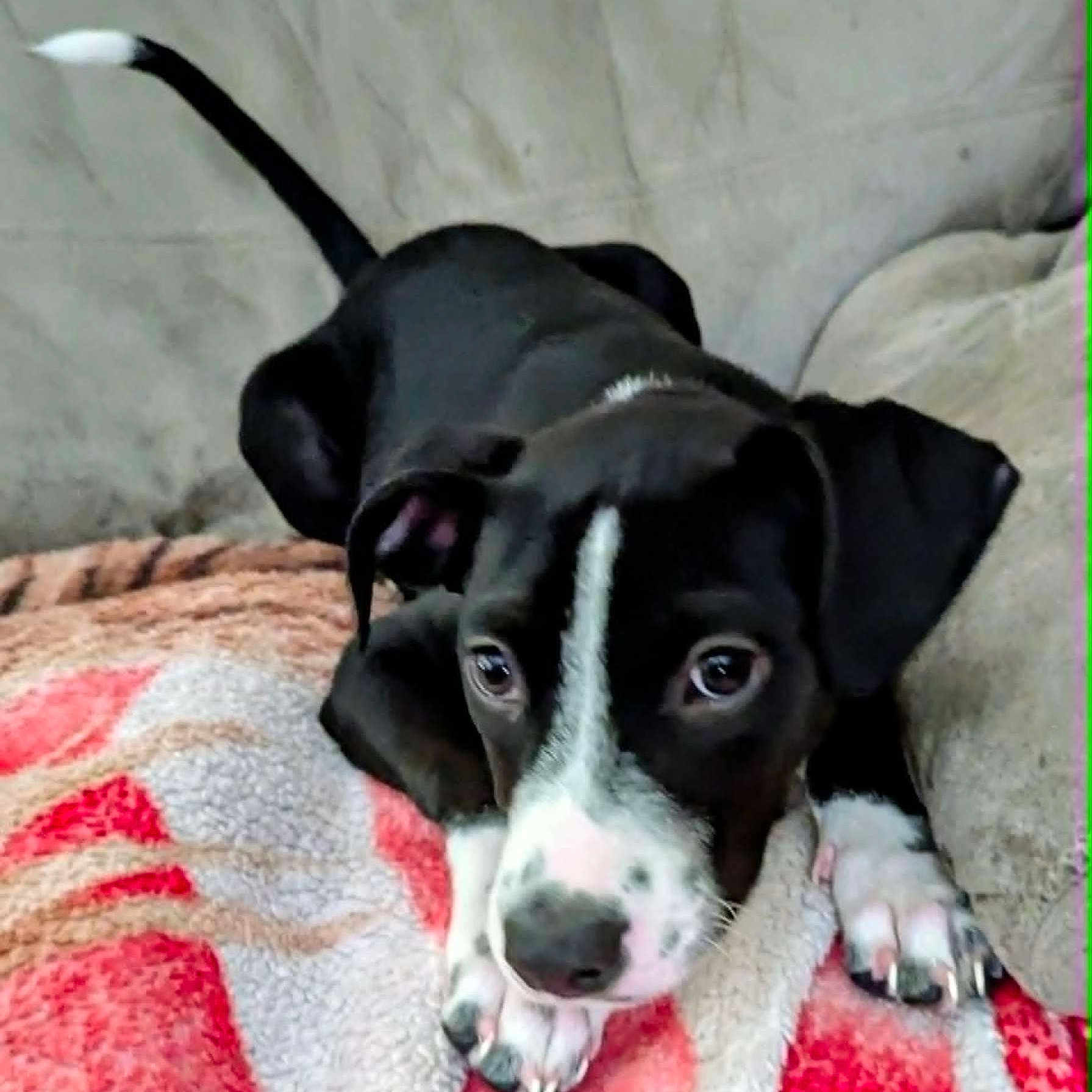 Brutus