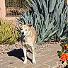 dog, tan_dog, outdoor, garden, agave_plants, brick_pathway, sunlight, flower, orange_rose, shrubbery, pet, plant, nature, daylight, curious, canine, fur, walking, greenery, landscape
