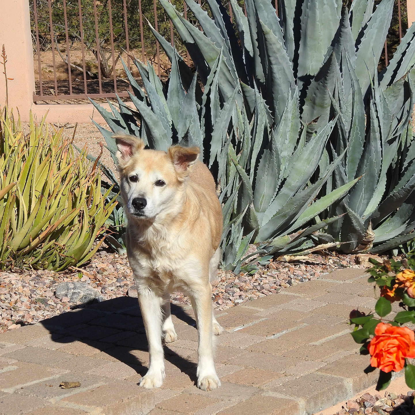 Stevie Nicks joined the competition — help win amazing prizes! dog, tan_dog, outdoor, garden, agave_plants, brick_pathway, sunlight, flower, orange_rose, shrubbery, pet, plant, nature, daylight, curious, canine, fur, walking, greenery, landscape