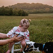Paislee joined the competition — help win amazing prizes! baby, child, goat, animal, grass, field, stool, hand, nature, outdoor, pigtails, curious, foot, person, animal_interaction, green, sunset, support, cute, portrait