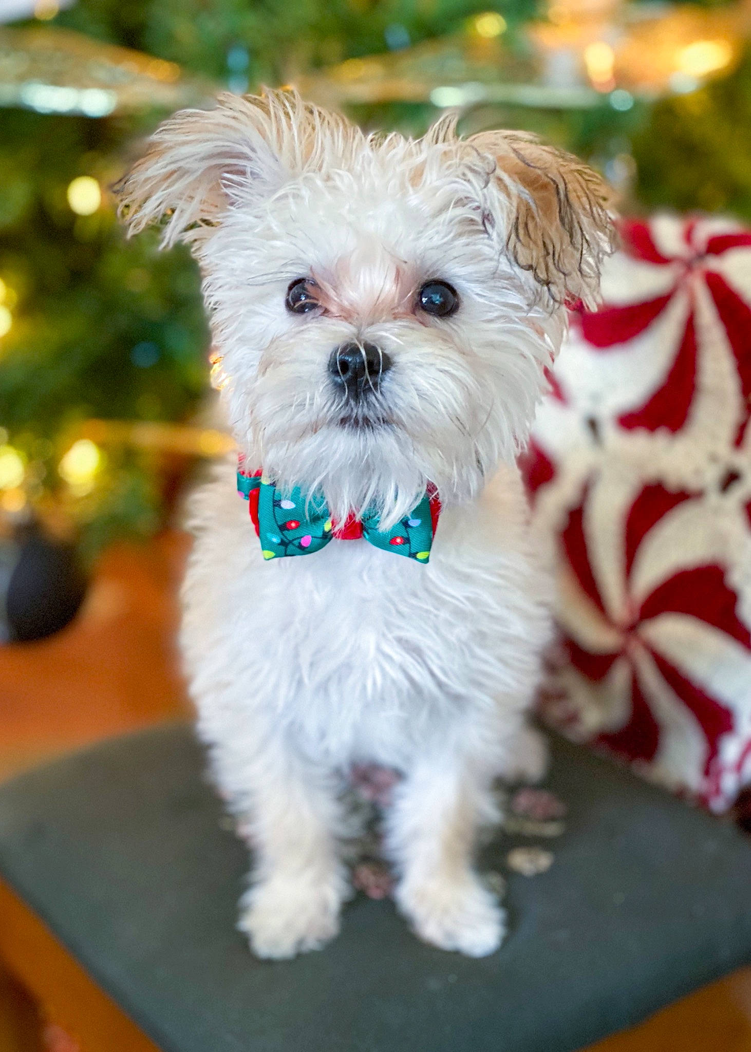 Ralphie is registered to the contest to win money with this photo: canidae, carnivore, collar, companion_dog, creative_arts, dog, dog_breed, dog_clothes, dog_collar, dog_supply, mammal, non_sporting_group, pet_supply, puppy, small_terrier, snout, terrier, tongue, toy_dog, working_animal