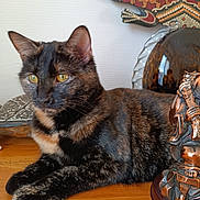 Luna participe au concours pour gagner de l'argent avec cette photo : cat, tortoiseshell, animal, pet, feline, wooden_surface, statue, decorative_object, lizard_art, orange_eyes, indoor, home_decor, close_up, resting, table, fur, whiskers, ears, relaxed, background