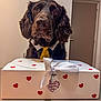 dog, brown_dog, yellow_tie, white_collar, gift_box, red_hearts, white_ribbon, valentines_day, indoor, table, door, waiting, pet, cute, portrait, animal, decorated_box, love, present, celebration