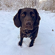 Rio a rejoint le concours — aidez-le/la à gagner de superbes lots ! dog, snow, outdoor, winter, animal, canine, brown, fur, nature, forest, cold, pet, muzzle, portrait, looking, standing, walk, daylight, trees, background