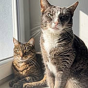 Roxane participe au concours pour gagner de l'argent avec cette photo : cat, tabby_cat, windowsill, sunlight, pets, feline, domestic_animal, indoor, relaxed, sitting, lying_down, whiskers, fur, animal_portrait, window, shadow, daylight, two_animals, companion, curious