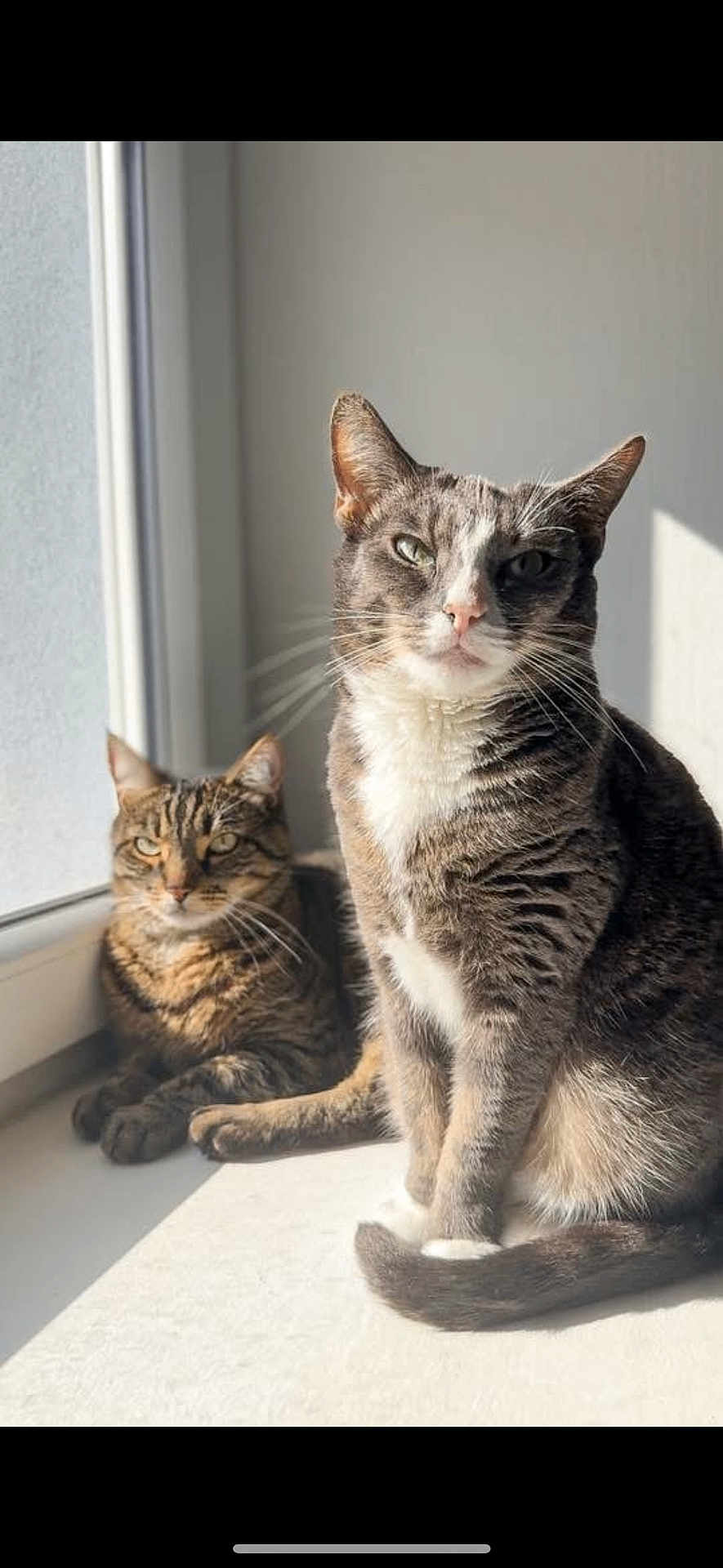 Roxane participe au concours pour gagner de l'argent avec cette photo : cat, tabby_cat, windowsill, sunlight, pets, feline, domestic_animal, indoor, relaxed, sitting, lying_down, whiskers, fur, animal_portrait, window, shadow, daylight, two_animals, companion, curious