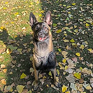 Mila participe au concours pour gagner de l'argent avec cette photo : alert, animal, autumn_leaves, black, brown, canine, collar, daylight, dog, ears, german_shepherd, grass, happy, muzzle, nature, outdoor, pet, shadow, sitting, sunlight