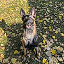 alert, animal, autumn_leaves, black, brown, canine, collar, daylight, dog, ears, german_shepherd, grass, happy, muzzle, nature, outdoor, pet, shadow, sitting, sunlight