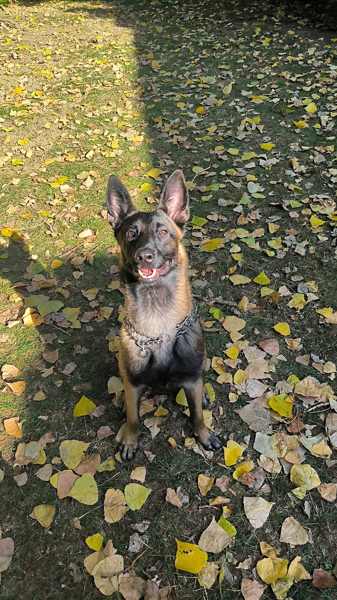 Mila