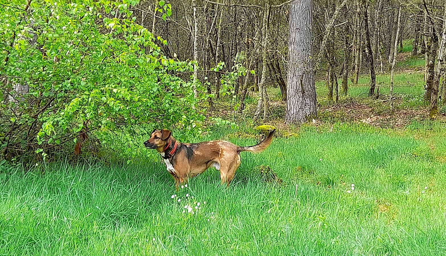 Corso a rejoint le concours — aidez-le/la à gagner de superbes lots ! carnivore, companion_dog, dog, dog_breed, forest, grass, grassland, groundcover, natural_landscape, plant, shrub, tail, temperate_broadleaf_and_mixed_forest, terrestrial_animal, terrestrial_plant, tree, wildlife, woodland, working_animal, working_dog