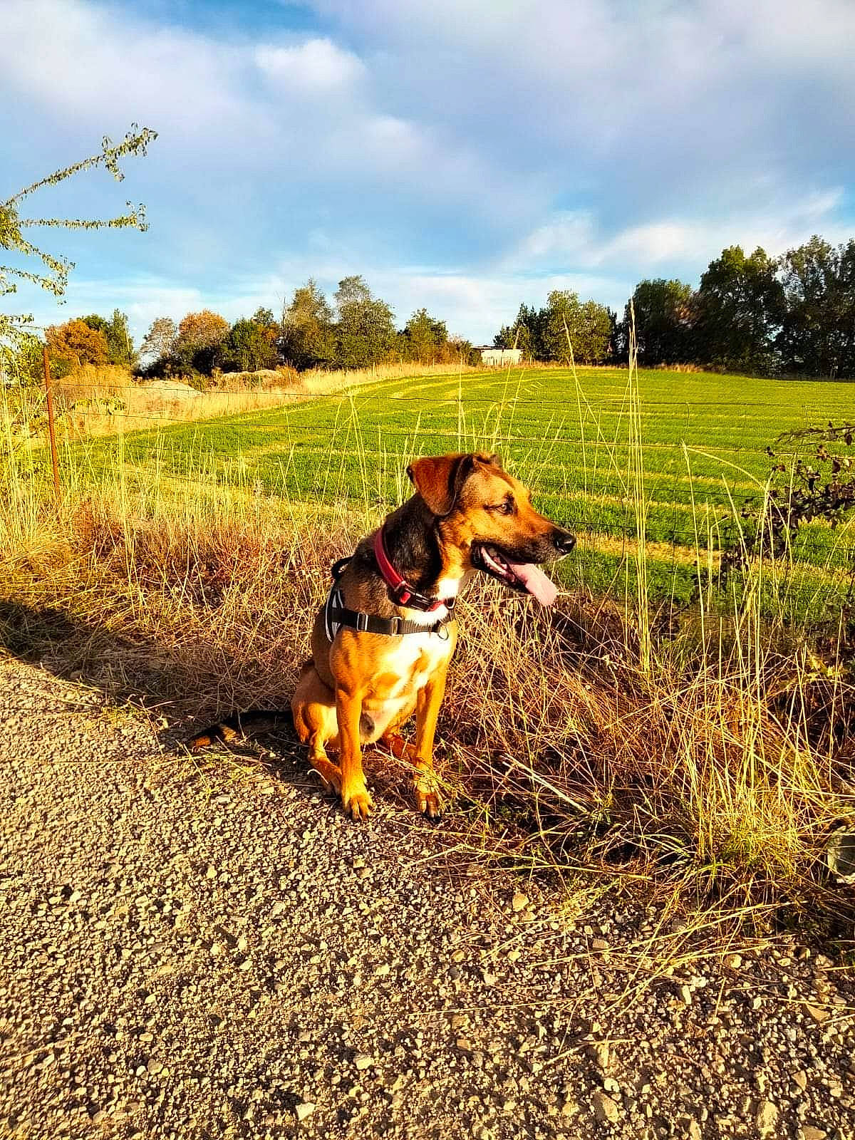 Corso participe au concours pour gagner de l'argent avec cette photo : carnivore, cloud, companion_dog, dog, dog_breed, fawn, grass, grassland, horizon, landscape, natural_landscape, people_in_nature, plant, prairie, sky, sporting_group, tail, tints_and_shades, tree, working_animal