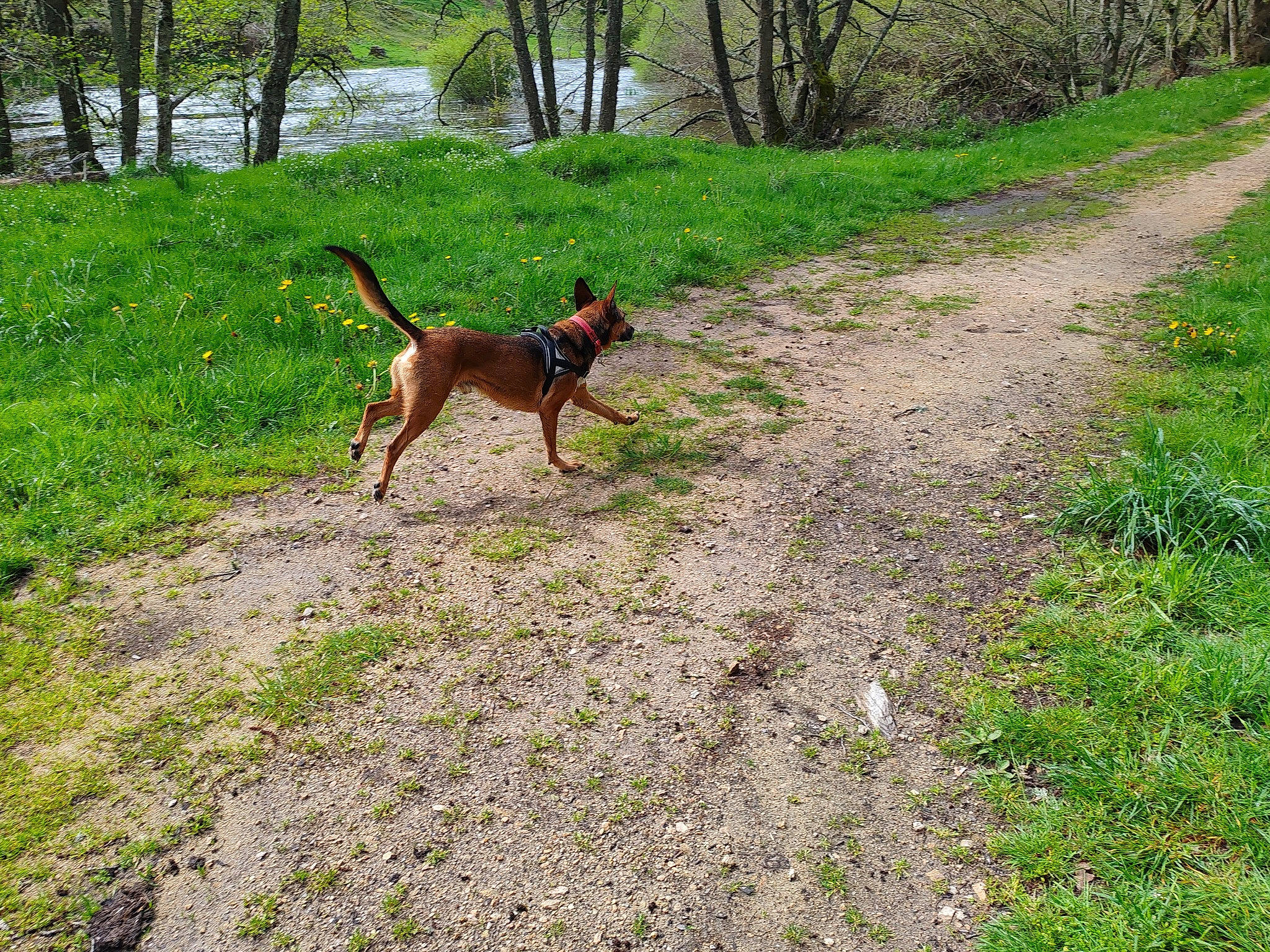 Corso participe au concours pour gagner de l'argent avec cette photo : canidae, carnivore, collar, companion_dog, dog, dog_breed, dog_walking, fawn, grass, groundcover, guard_dog, hunting_dog, leash, liver, plant, soil, tail, tree, working_animal, working_dog