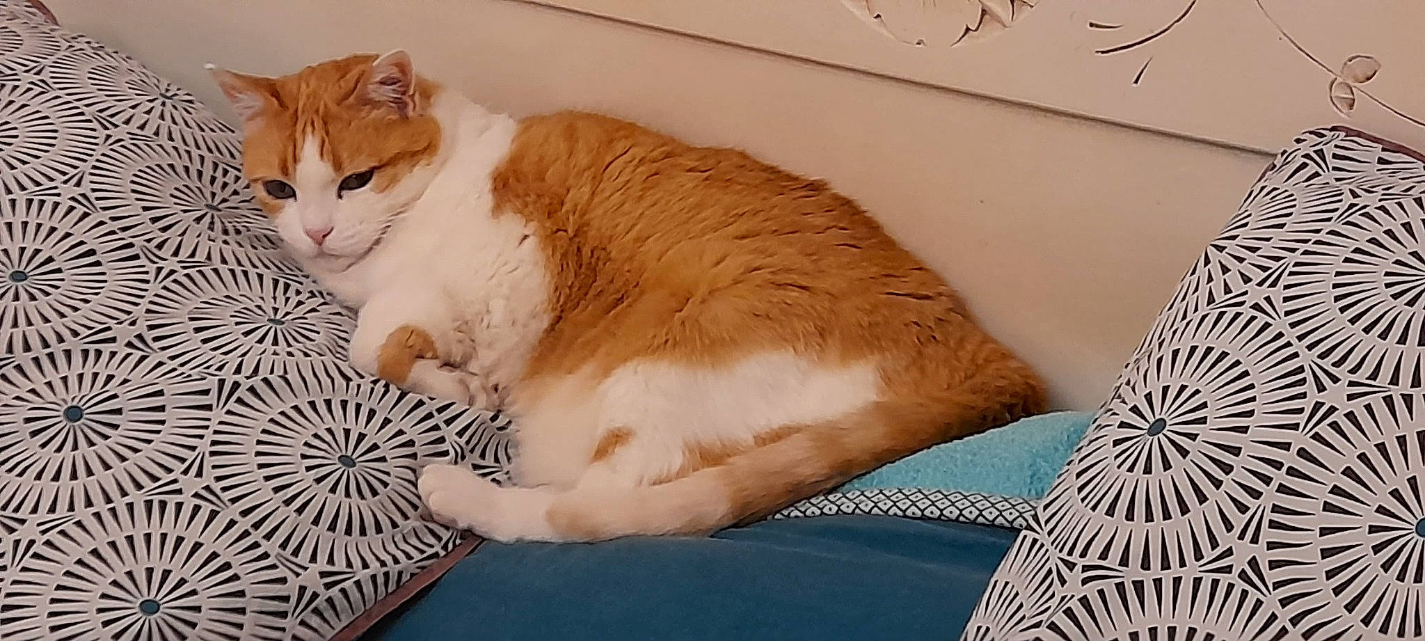 Maya a rejoint le concours — aidez-le/la à gagner de superbes lots ! carnivore, cat, claw, comfort, couch, domestic_short_haired_cat, fawn, felidae, flooring, foot, fur, linens, pattern, paw, small_to_medium_sized_cats, snout, tail, whiskers, window, wood