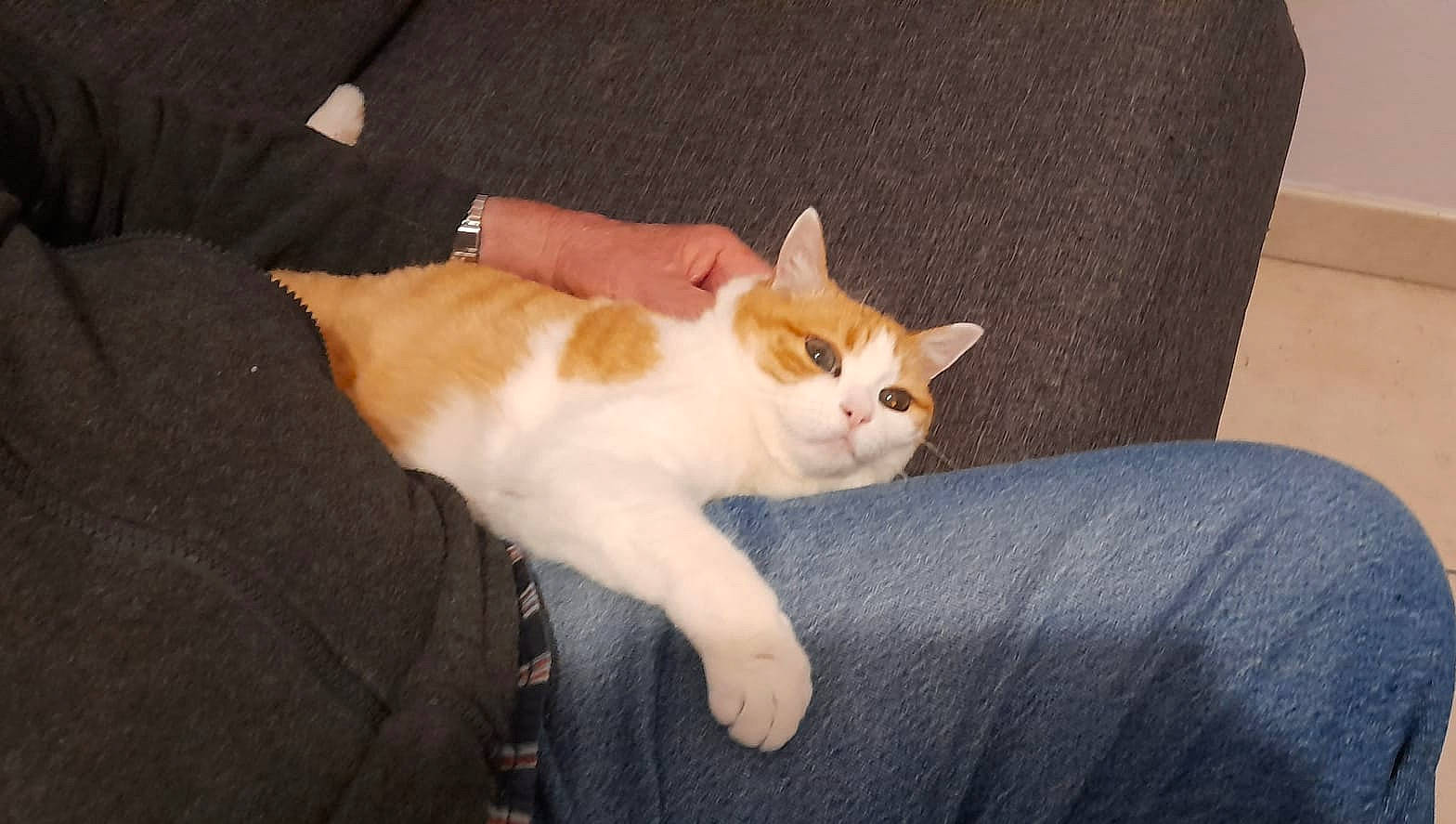 Maya a rejoint le concours — aidez-le/la à gagner de superbes lots ! carnivore, cat, comfort, couch, domestic_short_haired_cat, eye, fawn, felidae, foot, fur, human_leg, lap, paw, sitting, small_to_medium_sized_cats, snout, tail, watch, whiskers, wood