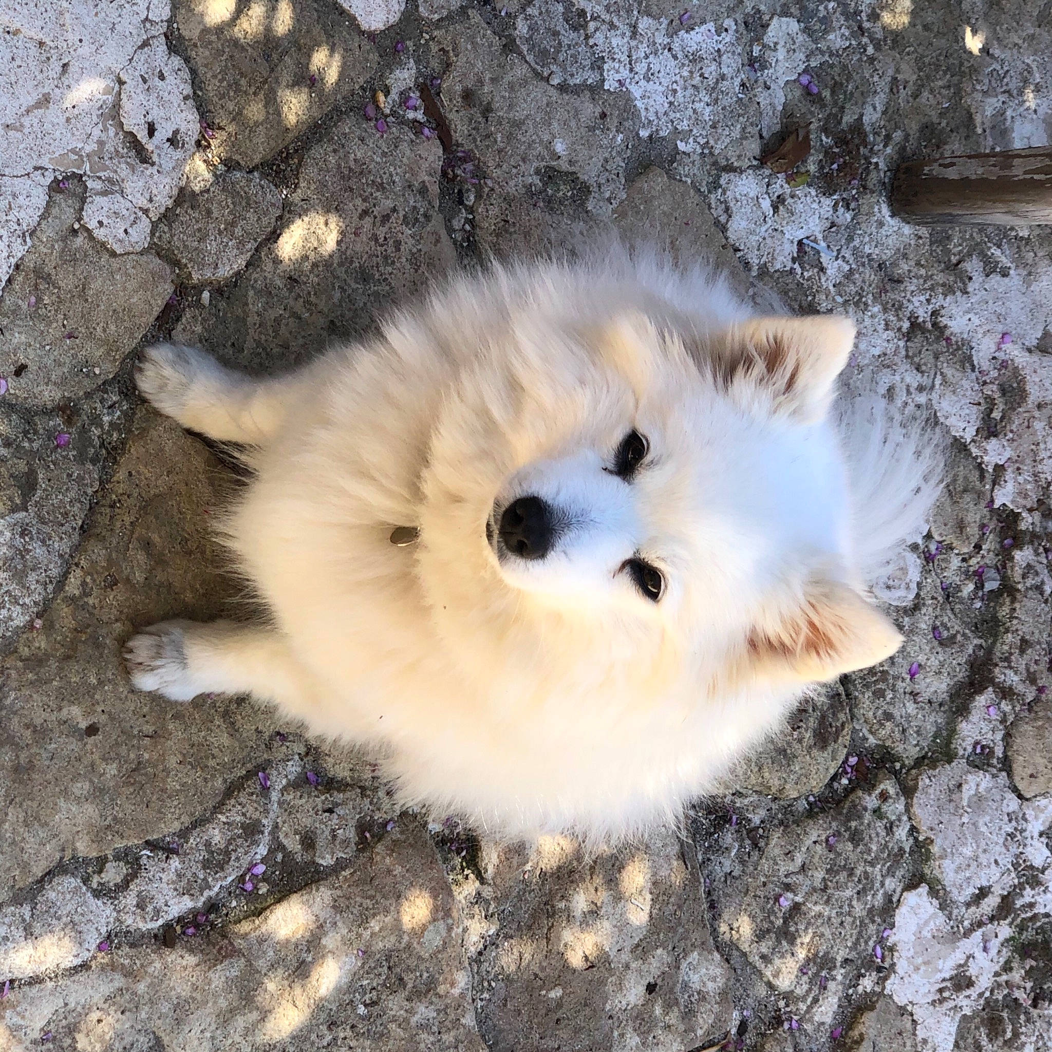 Haidie a rejoint le concours — aidez-le/la à gagner de superbes lots ! american_eskimo_dog, canidae, canis, carnivore, companion_dog, dog, dog_breed, fawn, felidae, fur, german_spitz, german_spitz_klein, german_spitz_mittel, indian_spitz, small_to_medium_sized_cats, snout, spitz, sporting_group, terrestrial_animal, whiskers