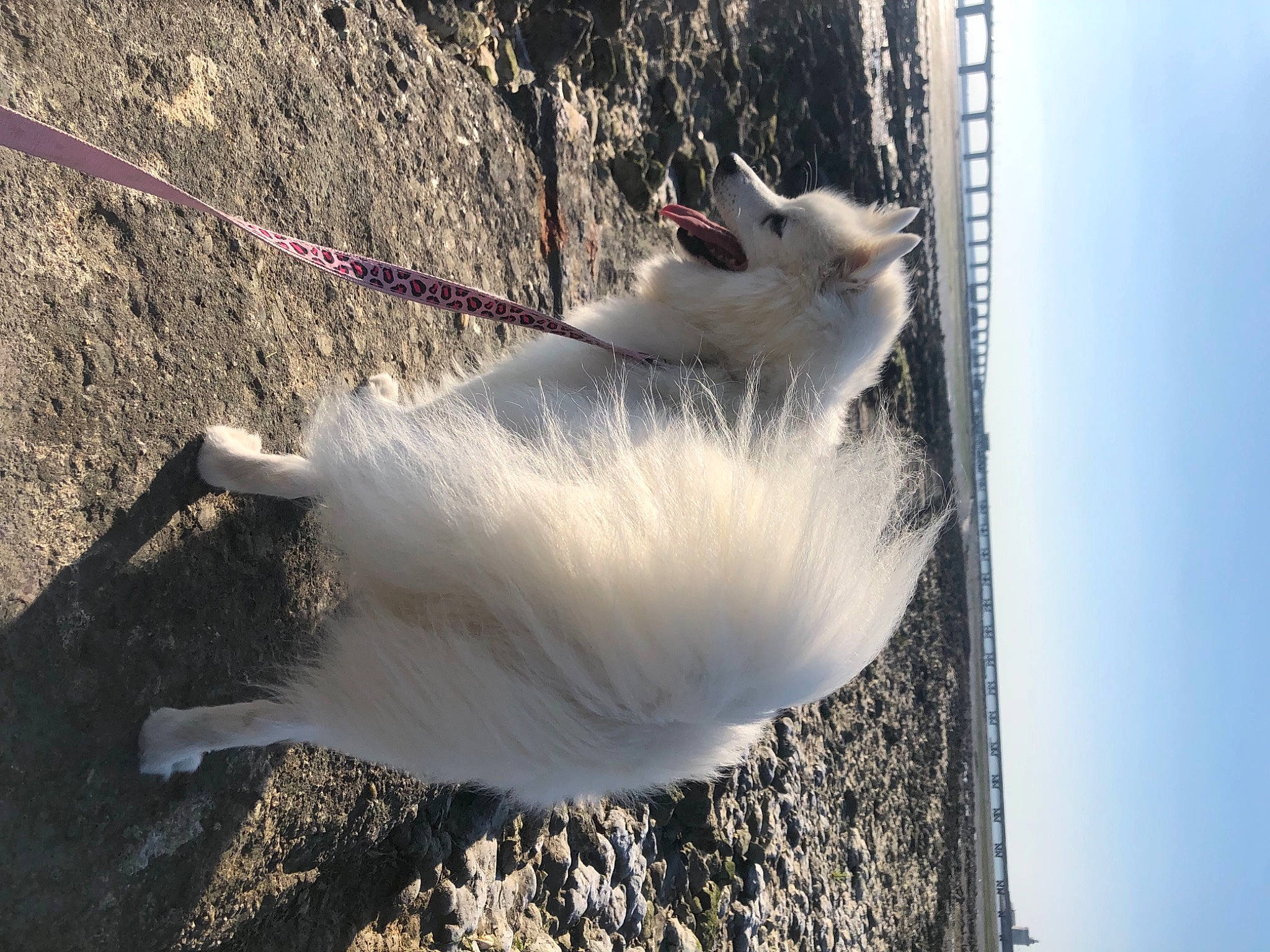 Haidie a rejoint le concours — aidez-le/la à gagner de superbes lots ! beak, canidae, collar, dog_breed, feather, felidae, flower, fur, plant, shadow, sky, small_to_medium_sized_cats, tail, tree, twig, water, whiskers, wing, winter, wood