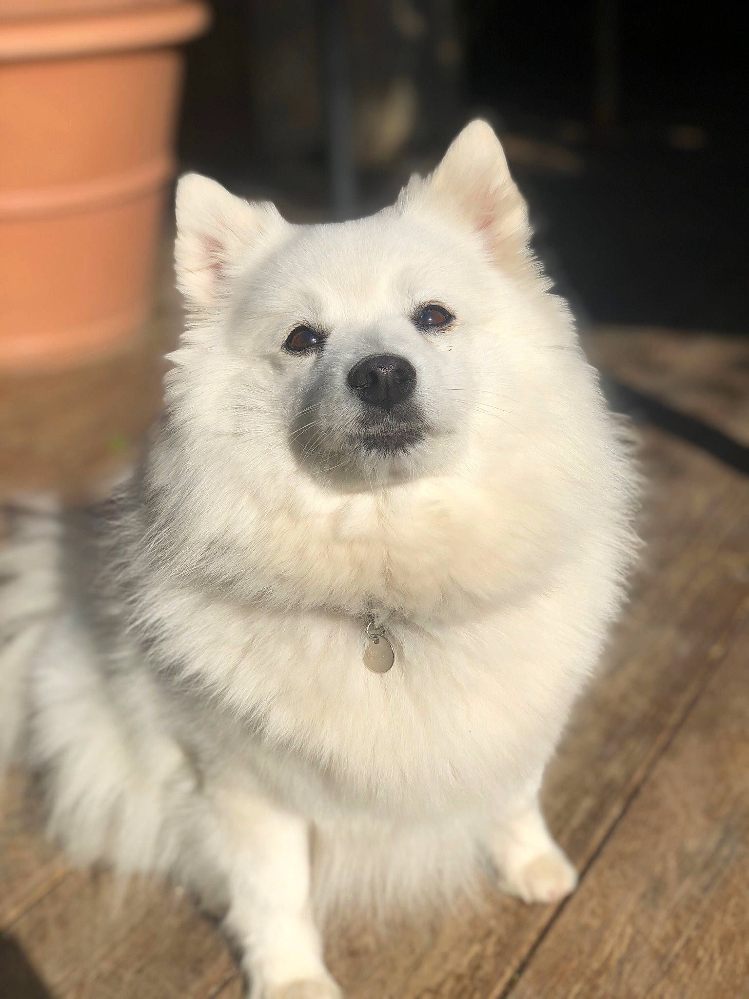 Haidie a rejoint le concours — aidez-le/la à gagner de superbes lots ! ancient_dog_breeds, canidae, carnivore, companion_dog, dog, dog_breed, flowerpot, fur, german_spitz, german_spitz_klein, german_spitz_mittel, japanese_spitz, samoyed, snout, spitz, sporting_group, tail, volpino_italiano, whiskers, working_animal