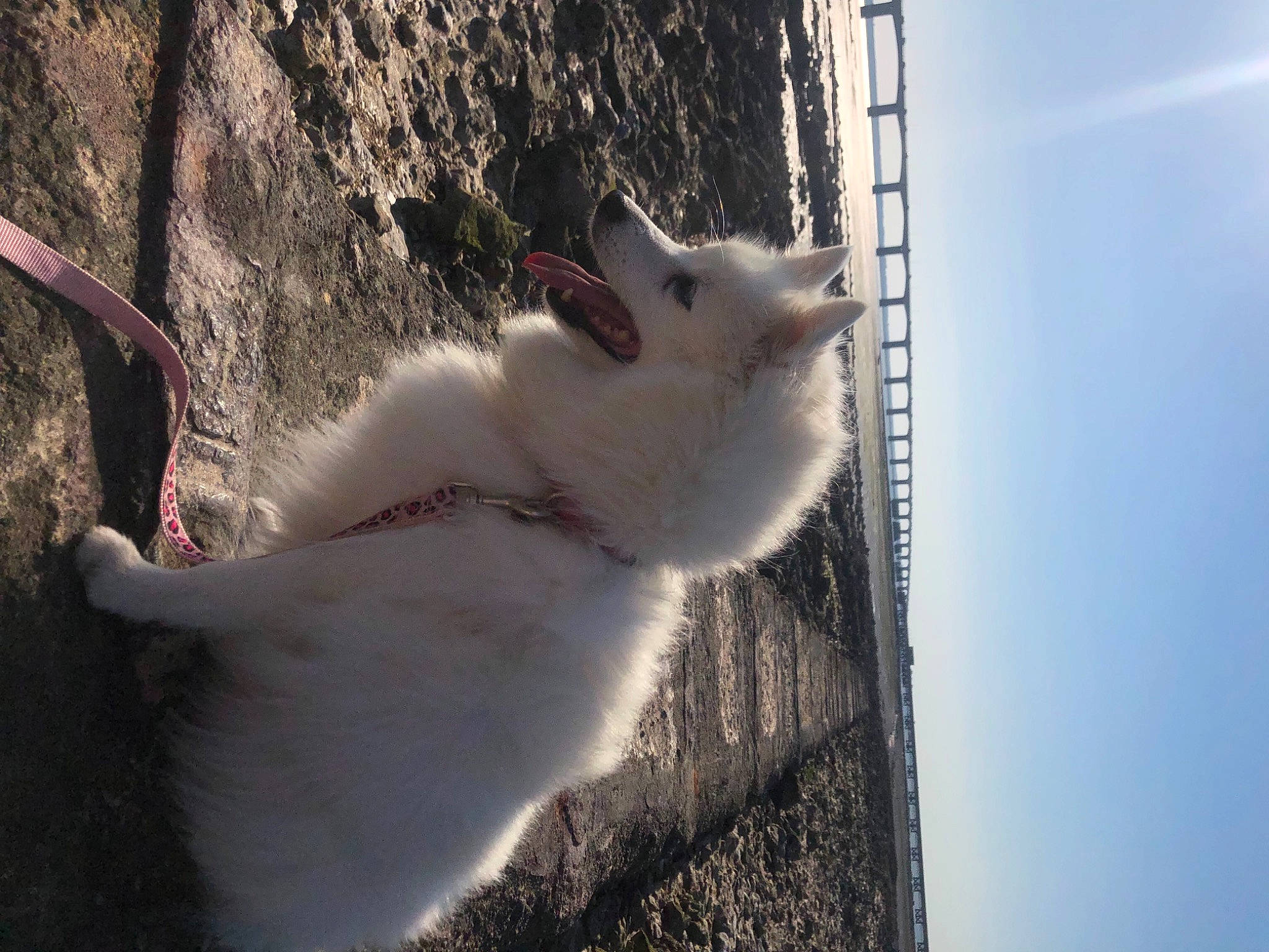 Haidie a rejoint le concours — aidez-le/la à gagner de superbes lots ! carnivore, cat, cloud, dog_breed, domestic_short_haired_cat, fawn, felidae, fur, plant, shadow, sky, small_to_medium_sized_cats, snout, sunlight, tail, tree, twig, whiskers, winter, wood