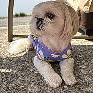 Polly is registered to the contest to win money with this photo: animal, bee_pattern, companion, cute, dog, fluffy, fur, garden, lying_down, outdoor, patio, pavement, pet, purple_shirt, relaxed, shadow, small_dog, summer, sunlight, white_dog