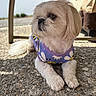 animal, bee_pattern, companion, cute, dog, fluffy, fur, garden, lying_down, outdoor, patio, pavement, pet, purple_shirt, relaxed, shadow, small_dog, summer, sunlight, white_dog