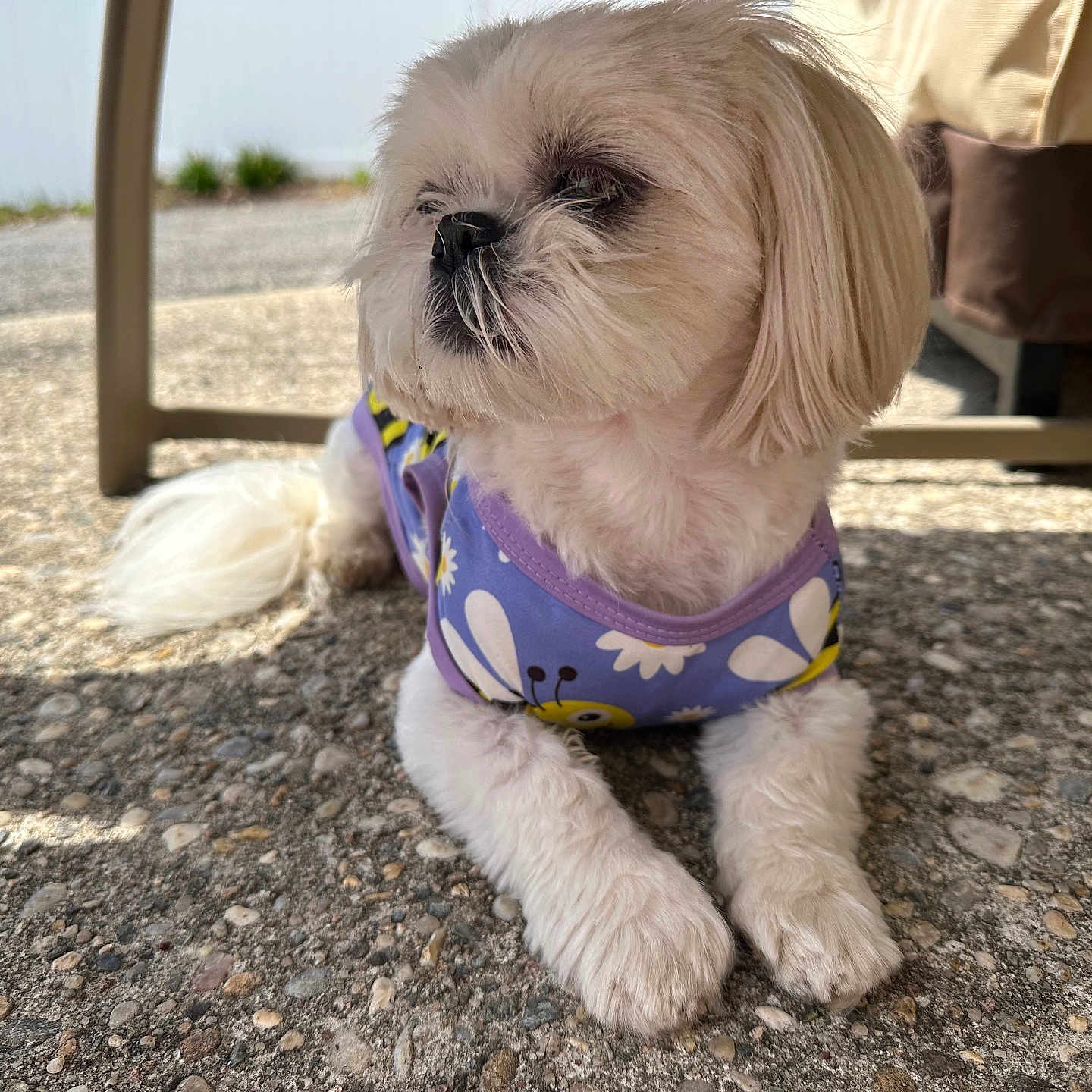 Polly
