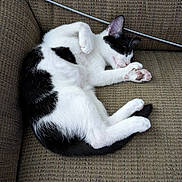 Mickey is registered to the contest to win money with this photo: cat, black_and_white, sleeping, couch, indoor, pet, paw, fur, relaxed, cozy, animal, cute, domestic_animal, whiskers, resting, feline, close_up, soft, comfortable, nap