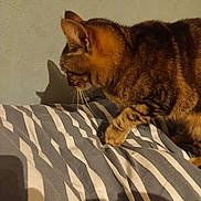 Mistigri a rejoint le concours — aidez-le/la à gagner de superbes lots ! animal, bed, cat, cozy, curious, domestic, feline, fur, home, indoor, mammal, paw, pet, shadow, side_view, striped, striped_bedspread, tabby, wall, whiskers