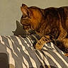 animal, bed, cat, cozy, curious, domestic, feline, fur, home, indoor, mammal, paw, pet, shadow, side_view, striped, striped_bedspread, tabby, wall, whiskers