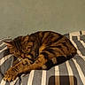 Mistigri a rejoint le concours — aidez-le/la à gagner de superbes lots ! animal, bed, blanket, cat, cozy, cute, domestic_cat, ear, feline, indoor, paw, pet, quiet, relaxed, resting, sleeping, striped_blanket, striped_fur, tabby_cat, warm_lighting