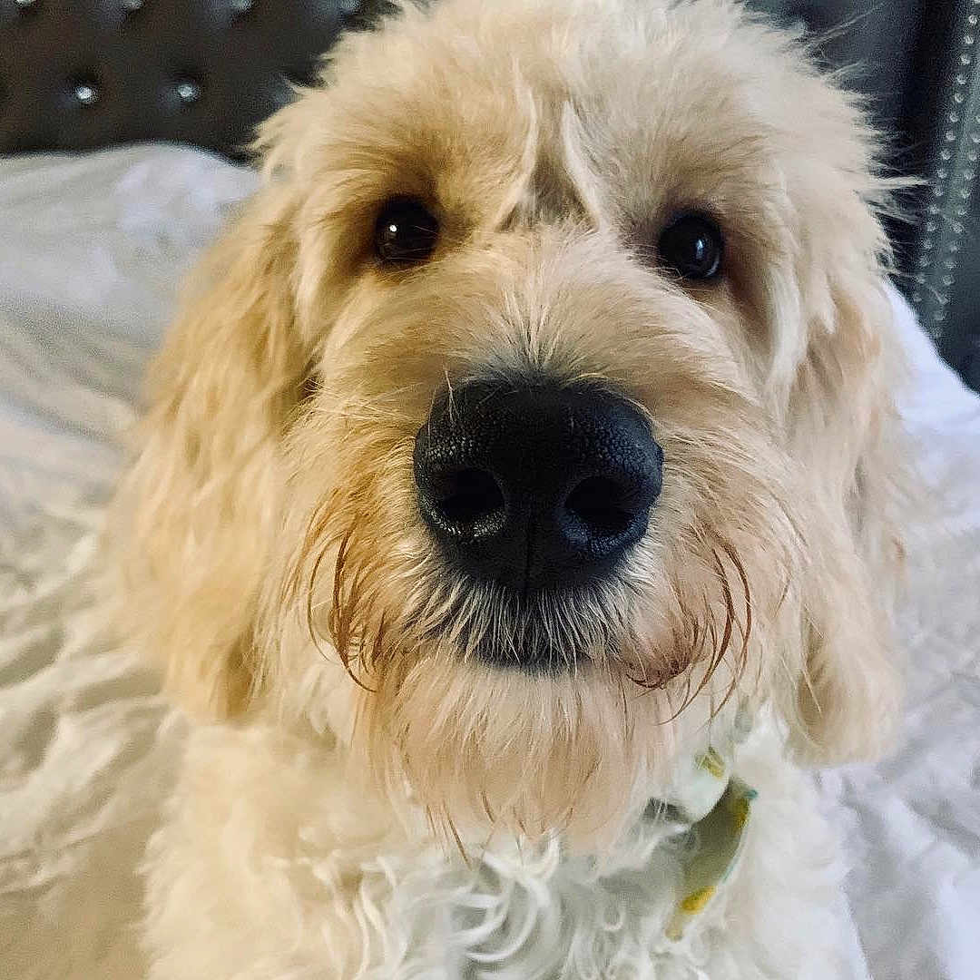 Jasmine