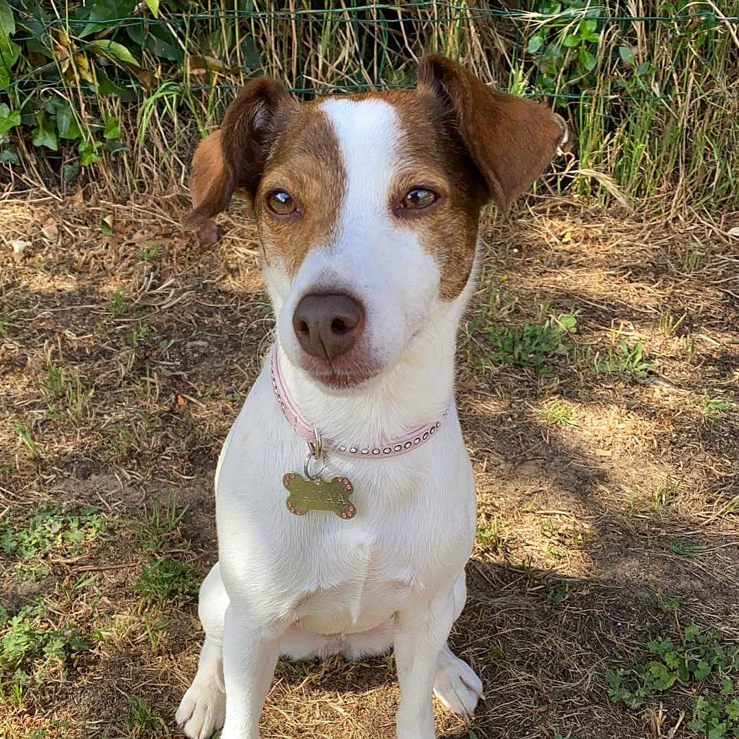 Janaa a rejoint le concours — aidez-le/la à gagner de superbes lots ! animal, brown, canine, collar, cute, dog, ears, fence, fur, grass, ground, leafy, nature, outdoor, pet, portrait, sitting, sunlight, tag, white