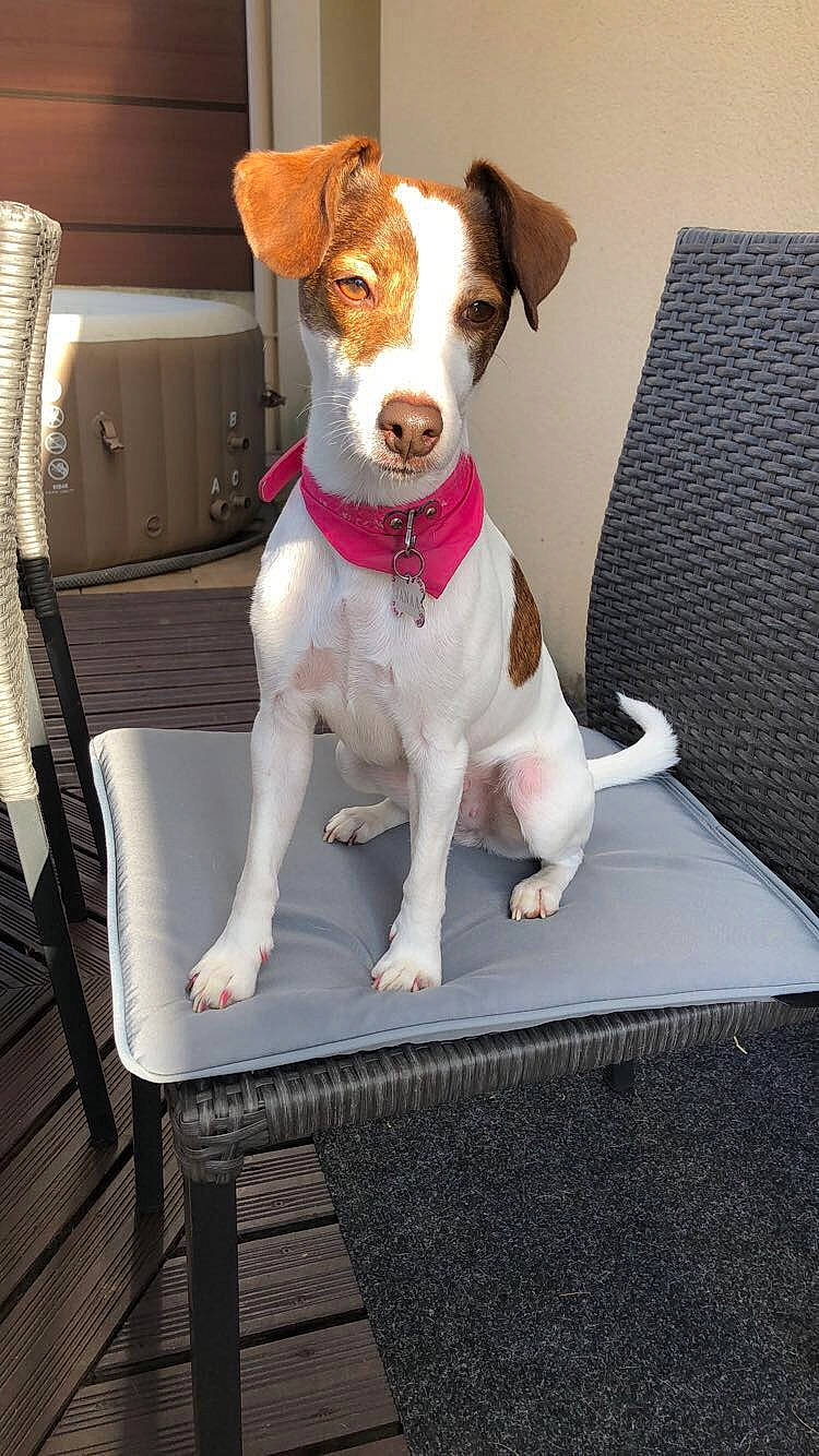 Janaa participe au concours pour gagner de l'argent avec cette photo : braque_saint_germain, brazilian_terrier, brittany, canidae, carnivore, companion_dog, danish_swedish_farmdog, dog, dog_breed, fawn, fox_terrier, harrier, jack_russell_terrier, mammal, parson_russell_terrier, plummer_terrier, russell_terrier, smooth_fox_terrier, sporting_group, vertebrate