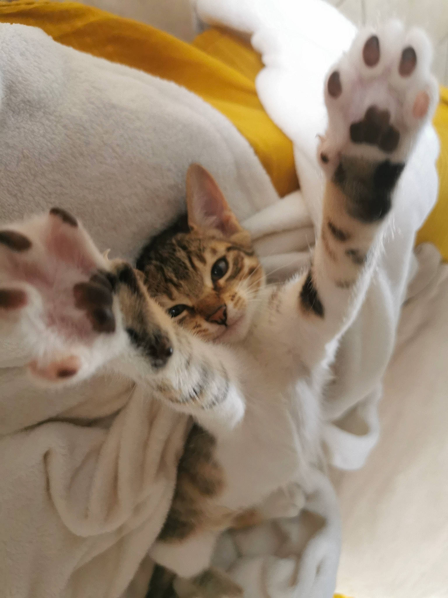 Yam participe au concours pour gagner de l'argent avec cette photo : aegean_cat, american_shorthair, american_wirehair, asian, bengal, carnivore, cat, european_shorthair, fawn, felidae, fur, kitten, paw, polydactyl_cat, small_to_medium_sized_cats, tabby_cat, tail, whiskers