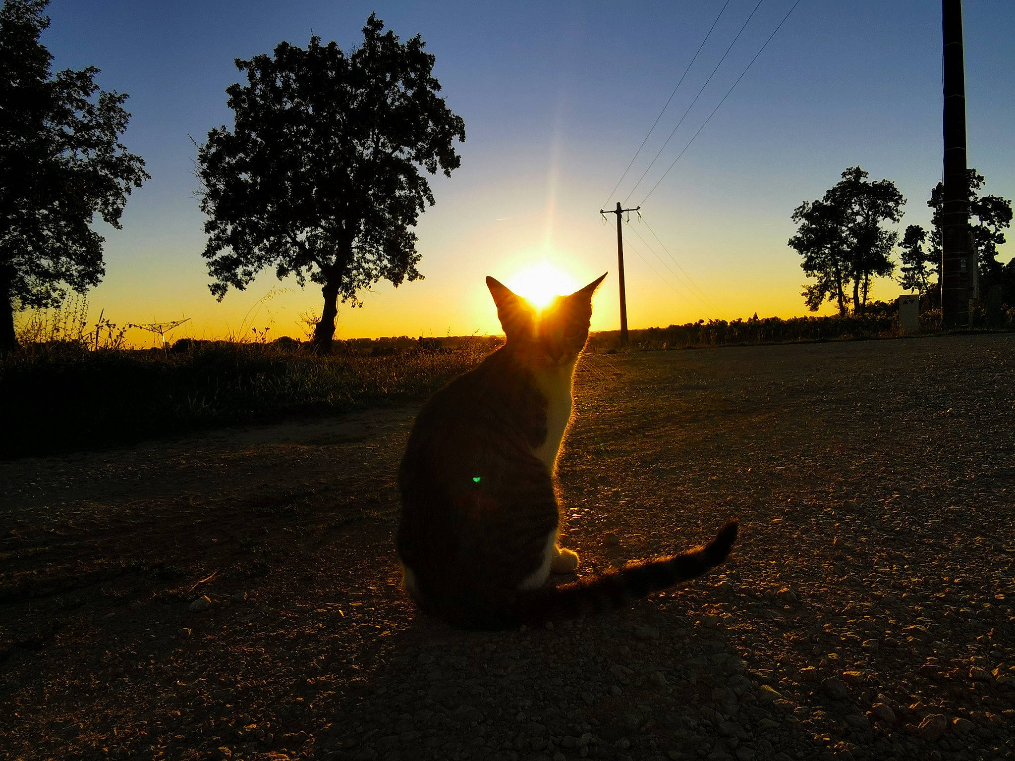 Yam participe au concours pour gagner de l'argent avec cette photo : atmosphere, backlighting, calm, darkness, dusk, evening, grass, horizon, landscape, light, morning, night, photography, shadow, sky, sun, sunlight, sunrise, sunset, tree