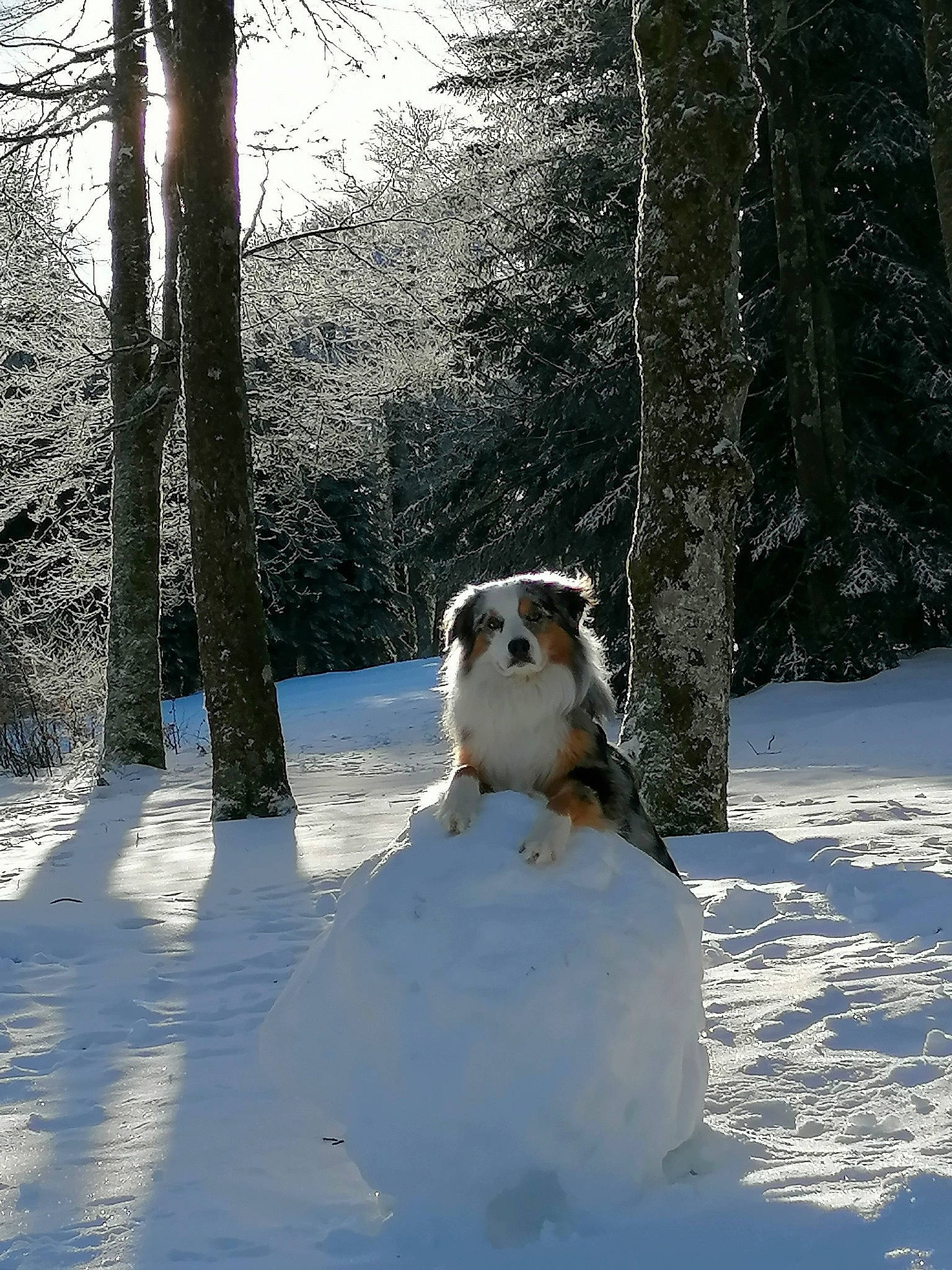 Olympe participe au concours pour gagner de l'argent avec cette photo : carnivore, dog_breed, event, fawn, forest, freezing, ice_cap, natural_landscape, people_in_nature, plant, playing_in_the_snow, sky, snow, snowman, sporting_group, tree, trunk, twig, winter, wood