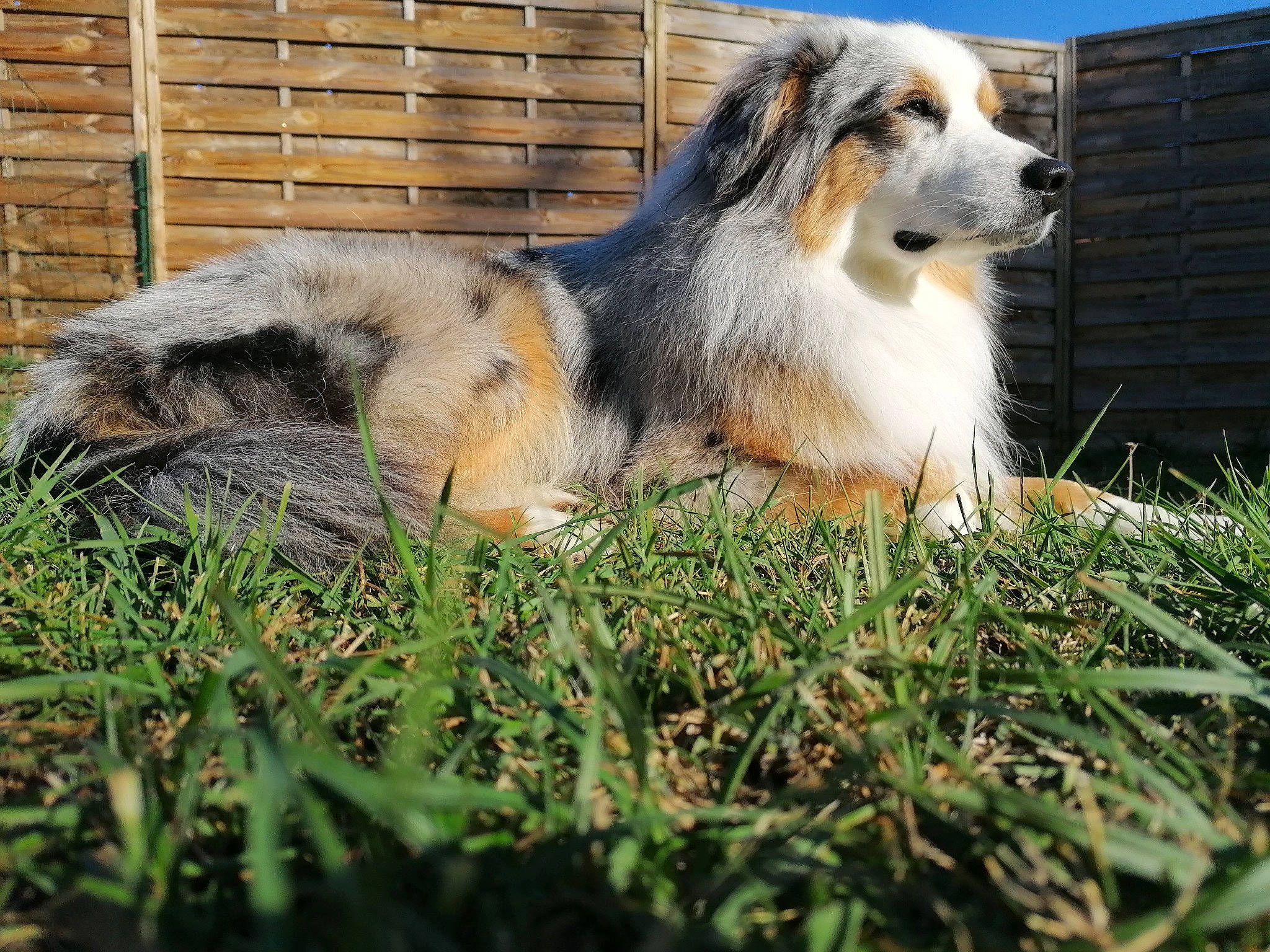 Olympe a rejoint le concours — aidez-le/la à gagner de superbes lots ! canidae, carnivore, companion_dog, dog, dog_breed, felidae, fence, fur, grass, grass_family, grassland, groundcover, herding_dog, lawn, plant, sky, snout, sporting_group, terrestrial_animal, whiskers