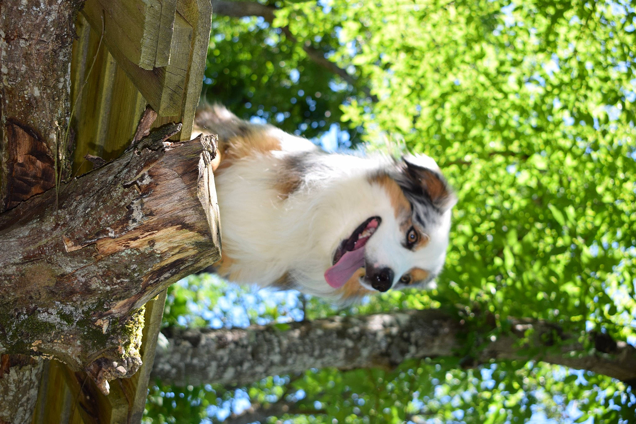Olympe participe au concours pour gagner de l'argent avec cette photo : branch, carnivore, companion_dog, dog, fawn, felidae, fur, happy, leaf, people_in_nature, plant, snout, spring, tail, tree, trunk, twig, whiskers, wood, woody_plant