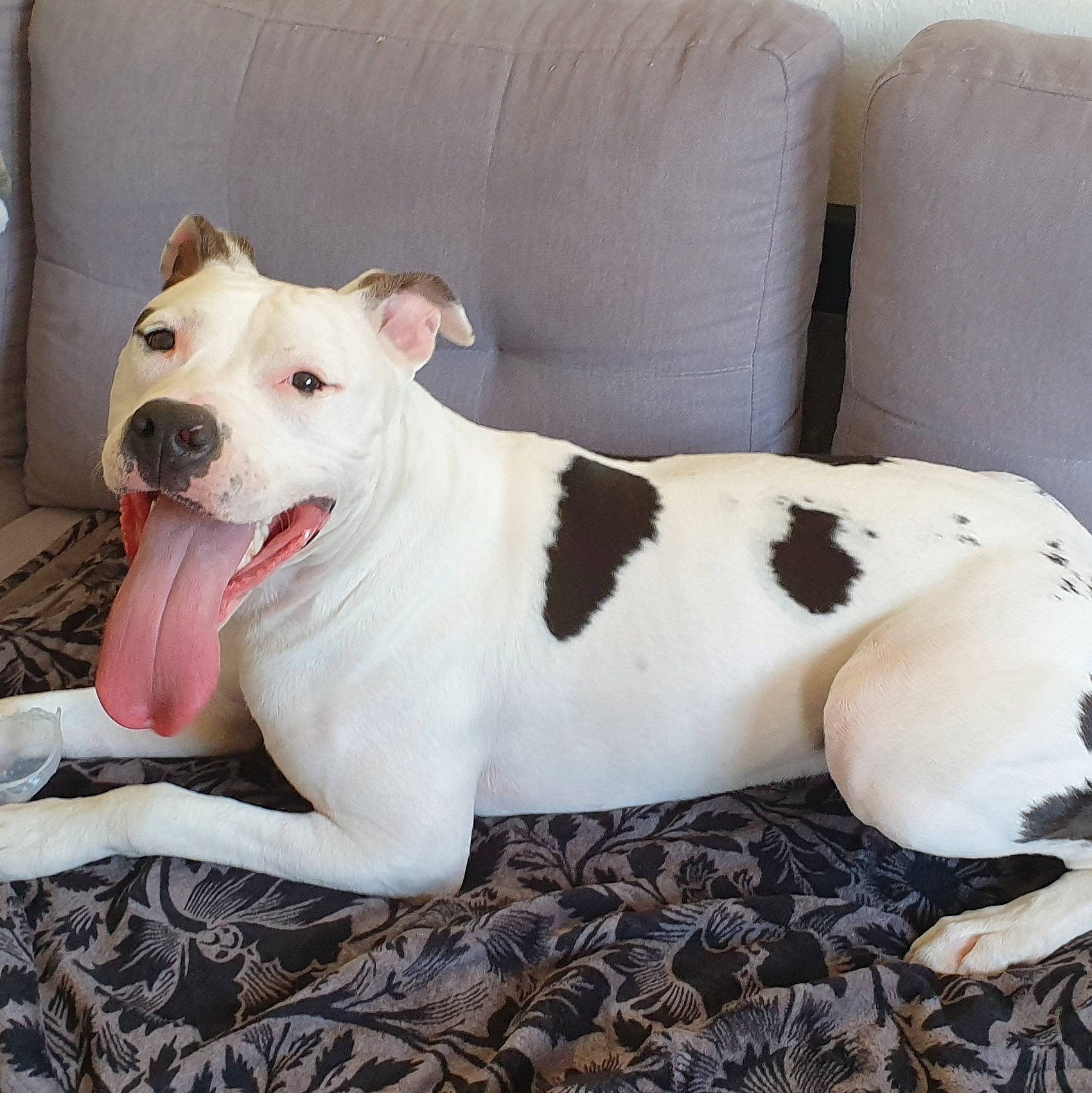 Razmo a rejoint le concours — aidez-le/la à gagner de superbes lots ! american_bulldog, american_pit_bull_terrier, american_staffordshire_terrier, bull_and_terrier, canidae, carnivore, companion_dog, cordoba_fighting_dog, dog, dog_breed, dogo_argentino, dogo_guatemalteco, fawn, mammal, non_sporting_group, old_english_terrier, pit_bull, rare_breed_dog, snout, vertebrate