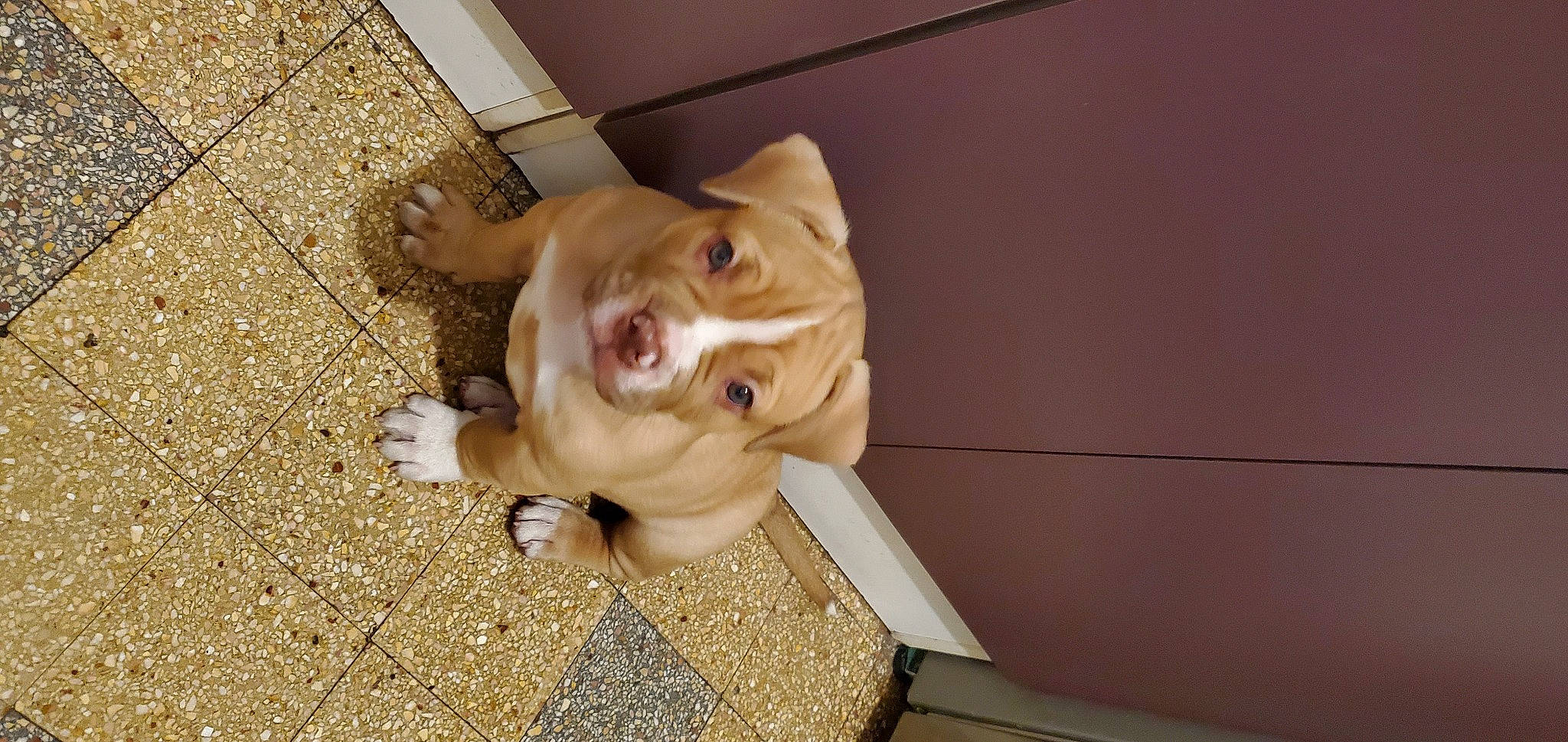 Marley participe au concours pour gagner de l'argent avec cette photo : carnivore, companion_dog, dog, dog_breed, dog_supply, fawn, flooring, fur, guard_dog, hardwood, liver, paw, snout, sporting_group, tail, terrestrial_animal, whiskers, wood, working_animal, wrinkle