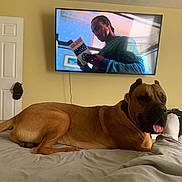 Kane joined the competition — help win amazing prizes! dog, bed, brown_dog, indoor, television, person_on_tv, book, relaxed, panting, tongue_out, blanket, wall, door, hat, cable, furniture, living_room, screen, reading, casual