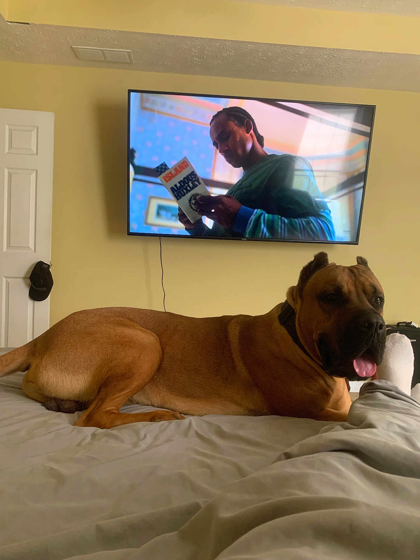 Kane joined the competition — help win amazing prizes! dog, bed, brown_dog, indoor, television, person_on_tv, book, relaxed, panting, tongue_out, blanket, wall, door, hat, cable, furniture, living_room, screen, reading, casual